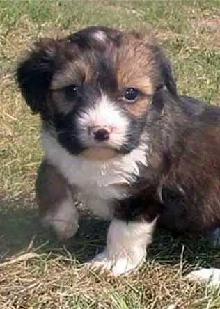 Breed Origin