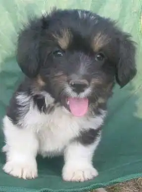 Breed Appearance
