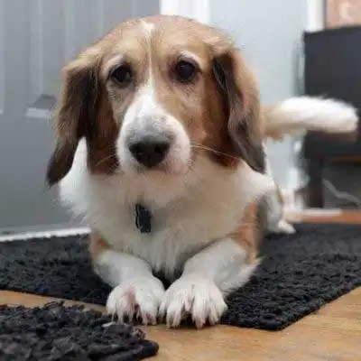 Razza canina Corgi Basset.