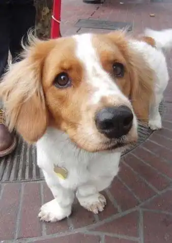 Origine & Storia del Corgi Basset