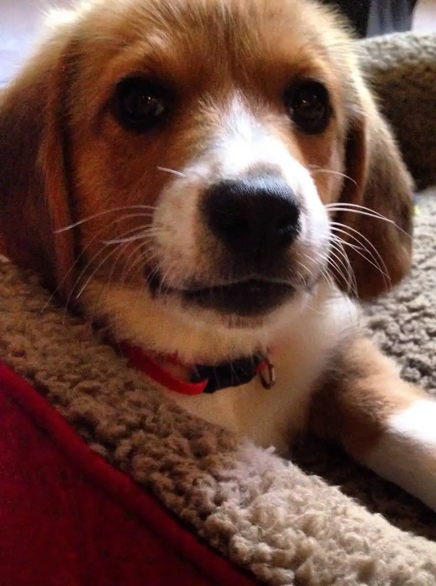 Aspetto del Corgi Basset