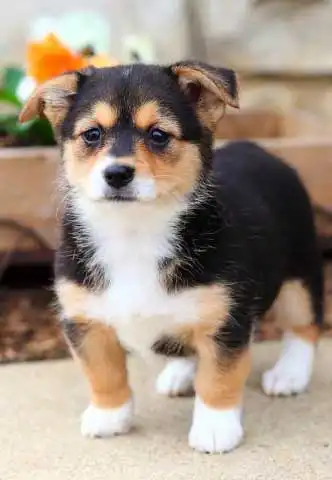 Breed Origin