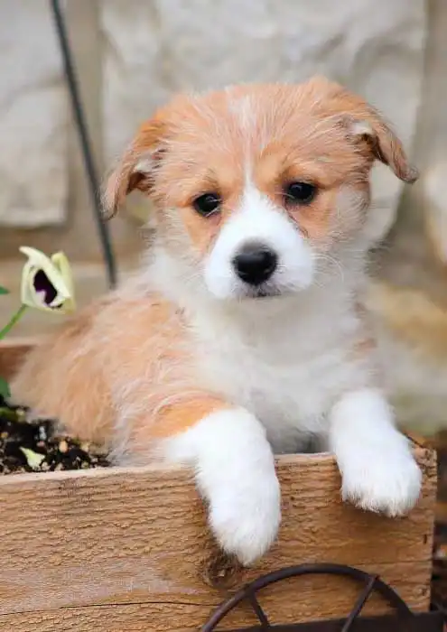 Breed Appearance