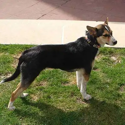 Corgi Cattle Dog dog breed.