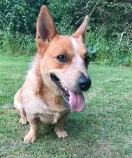 Breed Origin