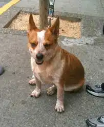 Breed Appearance