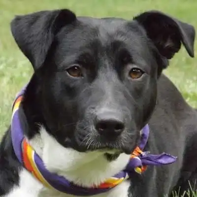 Corgi Pit dog breed.