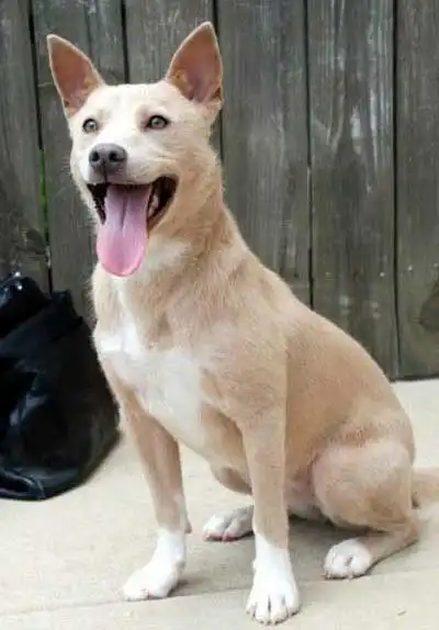 Breed Origin