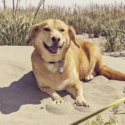 Corgidor dog breed.