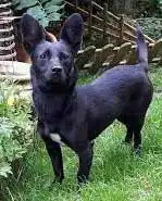 Breed Appearance