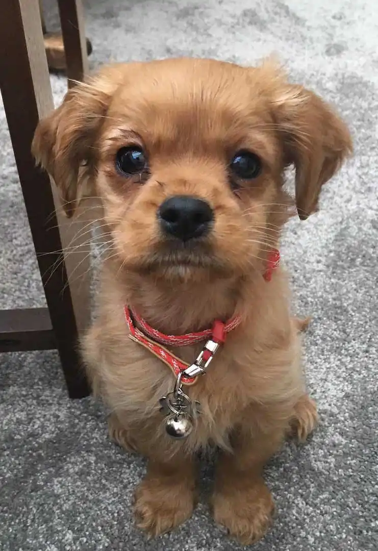 Breed Appearance