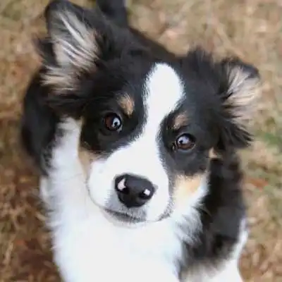 Cosheltie dog breed.