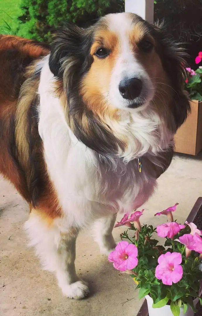 Breed Origin