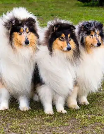 Breed Appearance