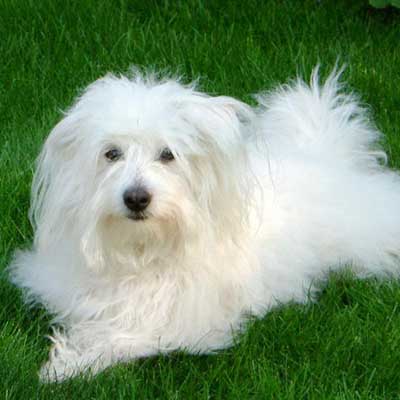Coton De Tulear