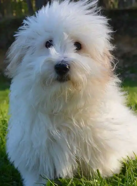 Breed Origin