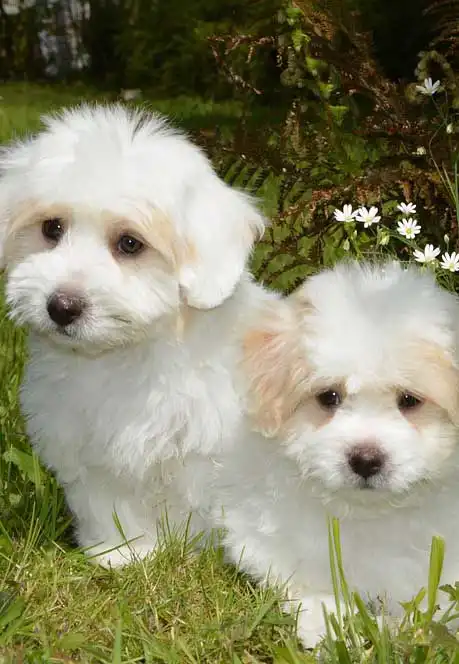 Breed Appearance