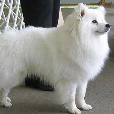 Coton Eskimo dog breed.