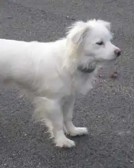Erscheinungsbild von Coton Eskimo