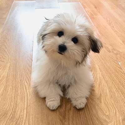 Schnauzer de algodón