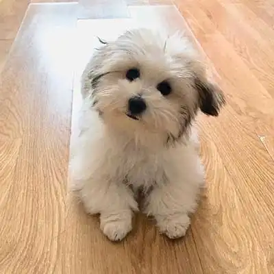 Coton Schnauzer dog breed.