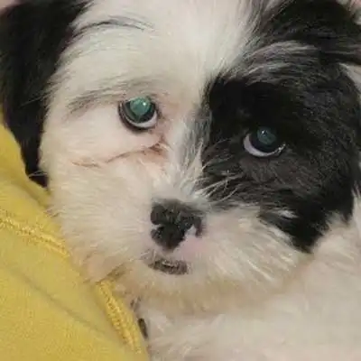 Coton Tzu dog breed.