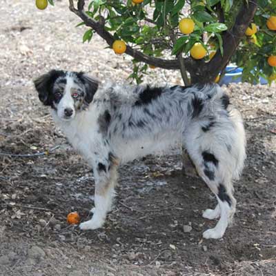 Cotralian