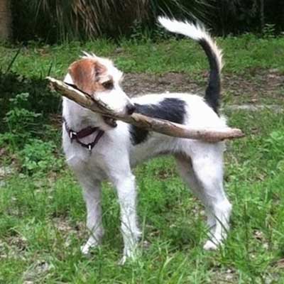 Crested Beagle