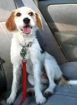 Herkunft & Geschichte von Crested Beagle