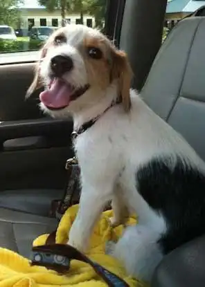 Erscheinungsbild von Crested Beagle