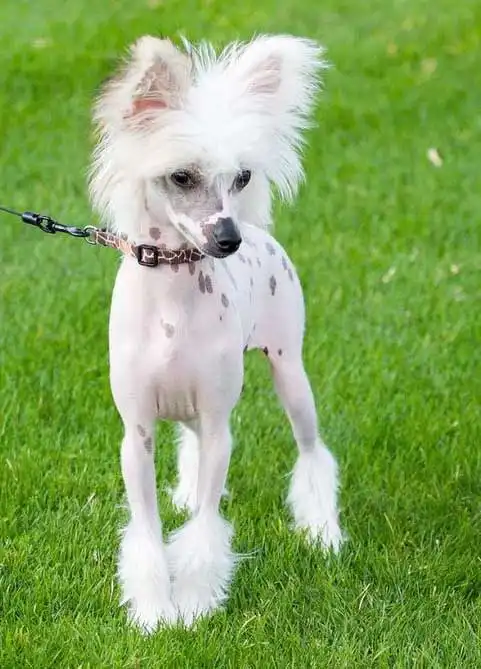 Herkunft & Geschichte von Crested Havanese