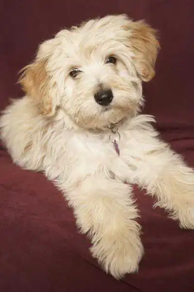 Erscheinungsbild von Crested Havanese