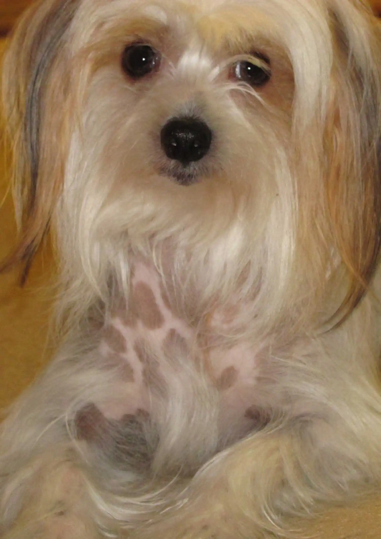 Breed Origin