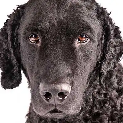 Curly-Coated Retriever dog breed.
