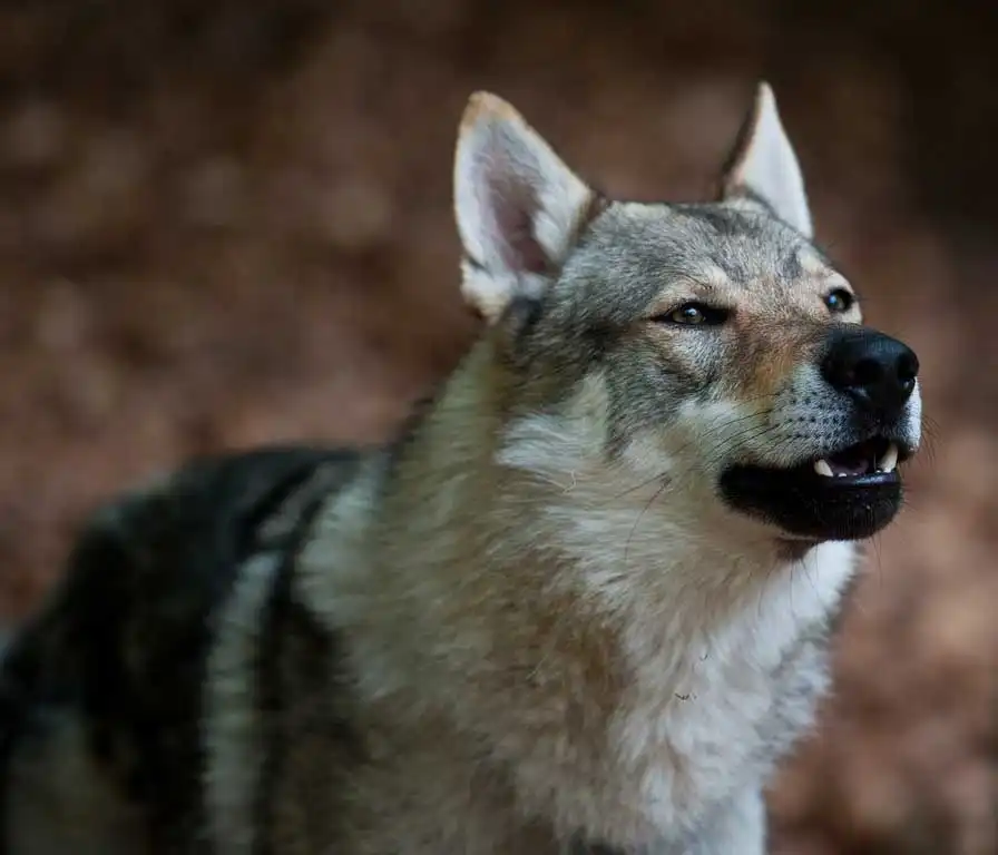 Czechoslovakian Vlcak (Czechoslovakian Wolfdog)