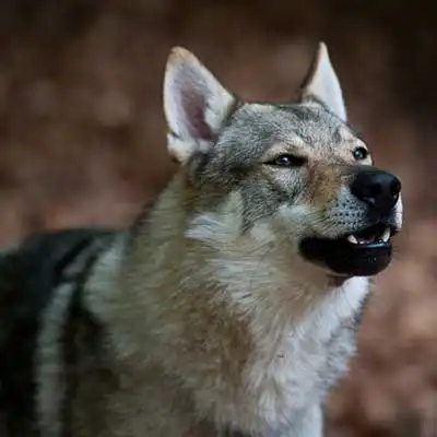Czechoslovakian Vlcak (Czechoslovakian Wolfdog) dog breed.