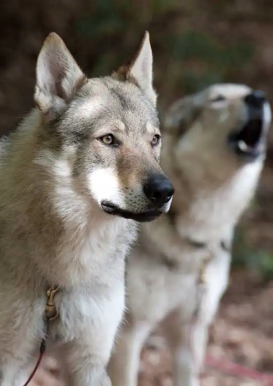Breed Origin