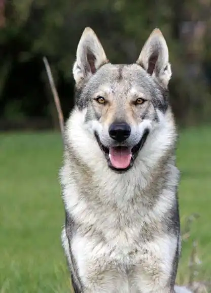 Breed Appearance