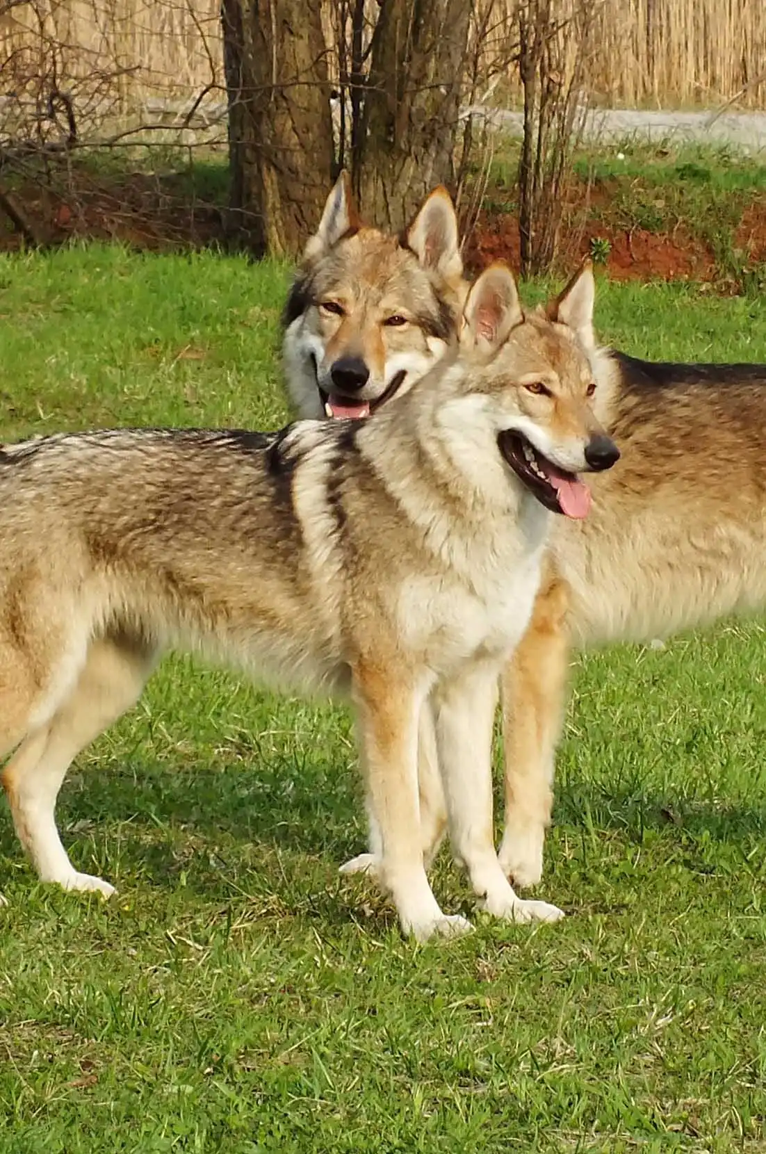 Behavior & Temperament