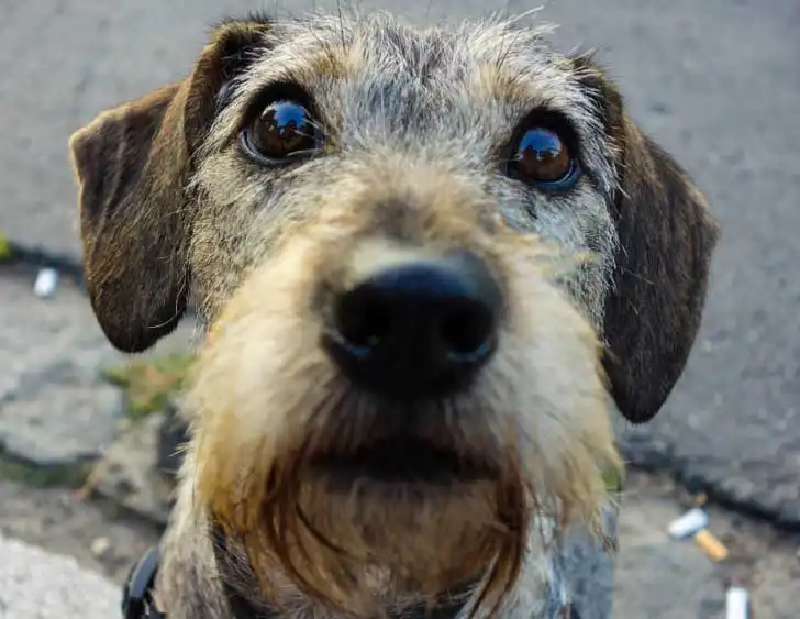 Dach-Griffon