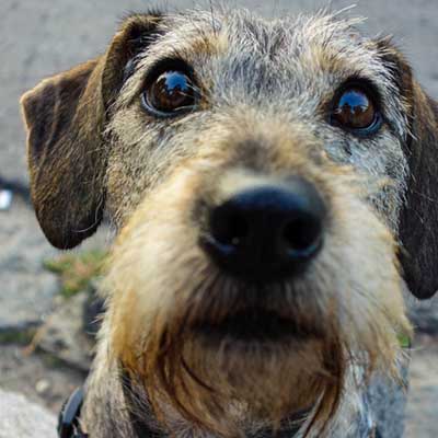 Dach-Griffon
