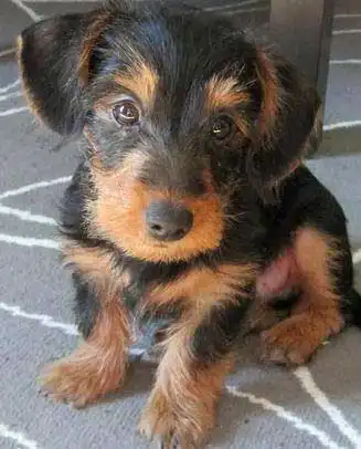 Breed Appearance