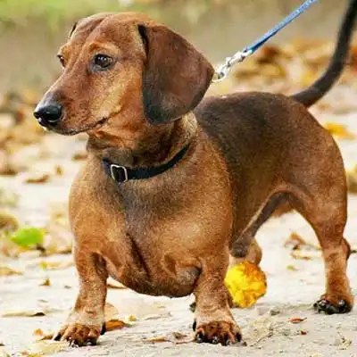 Dachshund dog breed.