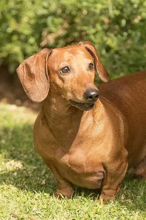 Breed Origin