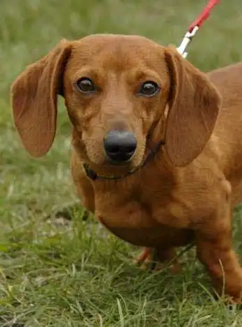 Breed Appearance