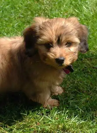 Origine & Storia del Dachsi Apso