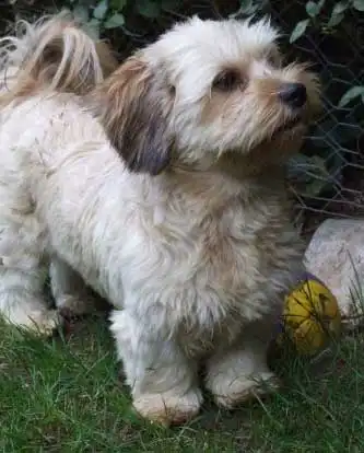 Aspetto del Dachsi Apso