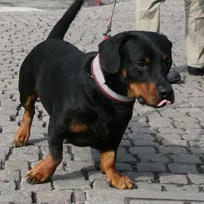 Dachsweiler dog breed.