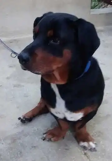 Breed Origin