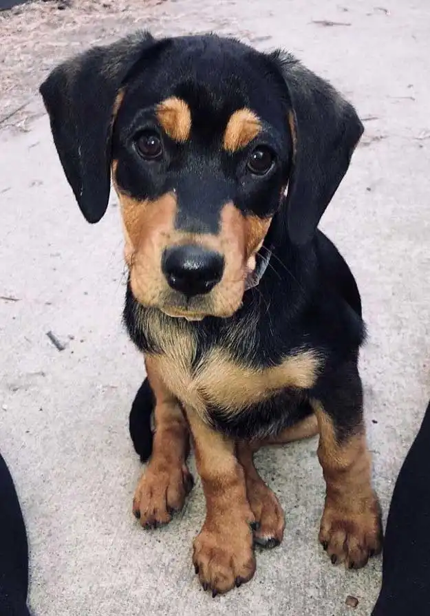 Breed Appearance